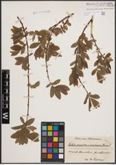 Foto von Salix cinerea L. x Salix purpurea L.